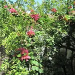 Stratos Artdeco House 4* קאלאבסוס